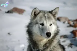 Read more about the article Grønlandske hundeopdrættere og hvalpe i Nordjylland