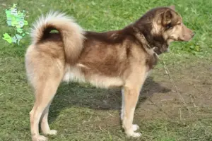 Read more about the article Grønlandske hundeopdrættere og hvalpe på Sjælland