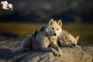Read more about the article Grønlandske hundeopdrættere og hvalpe i Syddanmark