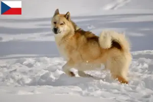 Read more about the article Grønlandske hundeopdrættere og hvalpe i Tjekkiet
