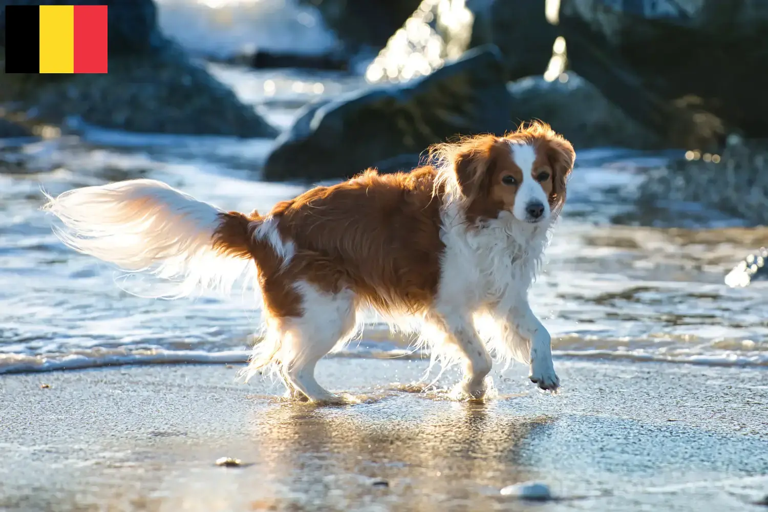 Hollandsk Kooikerhondje hvalpe og opdrættere Belgien Find hollandske Kooikerhondje-opdrættere i Belgien her.
