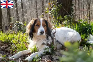 Read more about the article Hollandske Kooikerhondje-opdrættere og hvalpe i Storbritannien