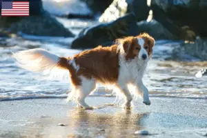 Read more about the article Hollandske Kooikerhondje opdrættere og hvalpe i USA