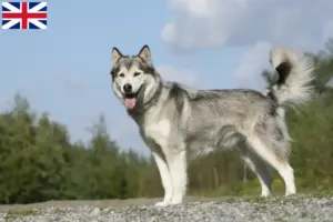 Read more about the article Huskyopdrættere og hvalpe i Storbritannien