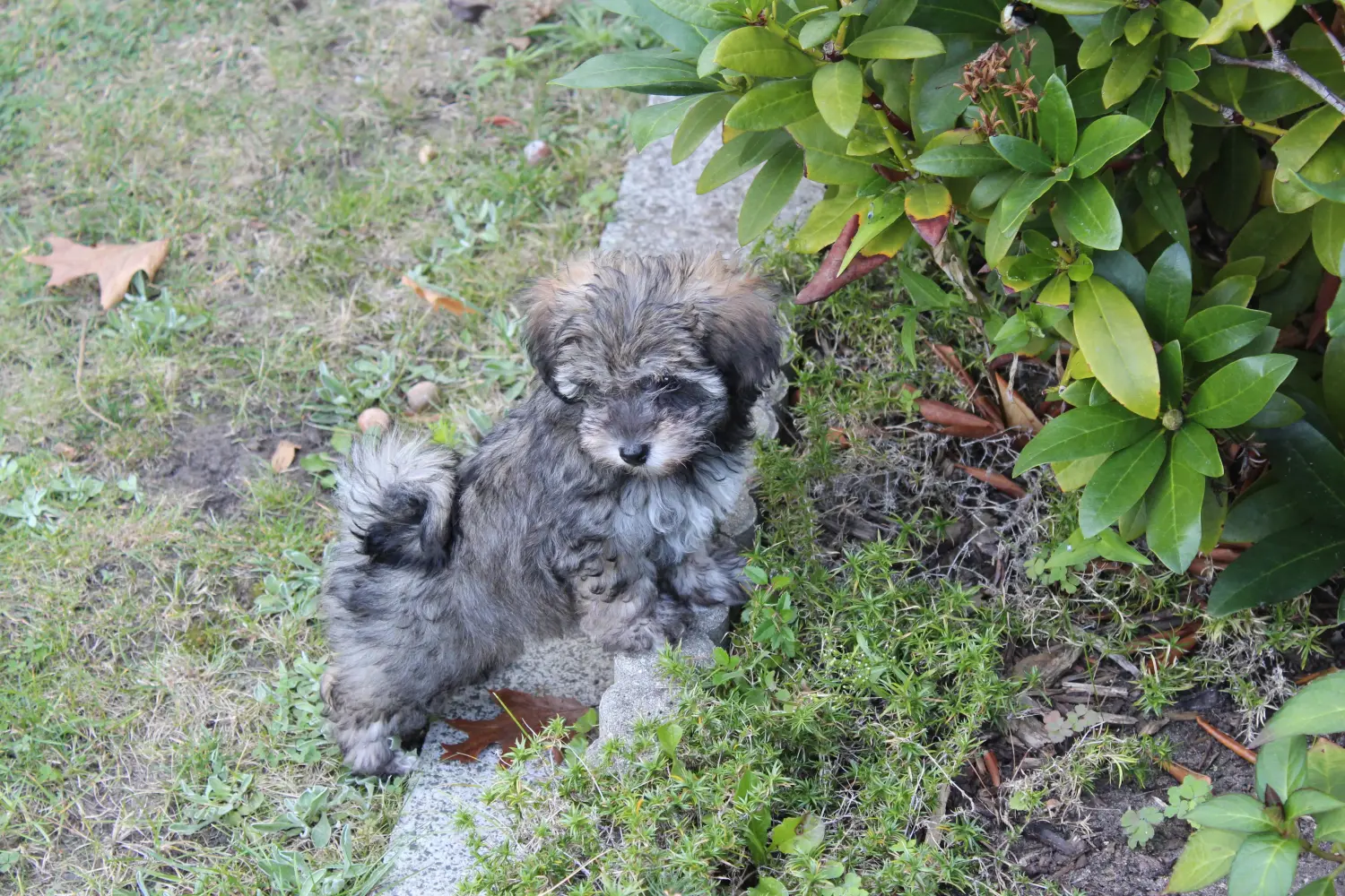 At købe en irsk Glen of Imaal Terrier-hvalp betyder at tage ansvar! Køb irske Glen of Imaal Terrier-hvalpe.
