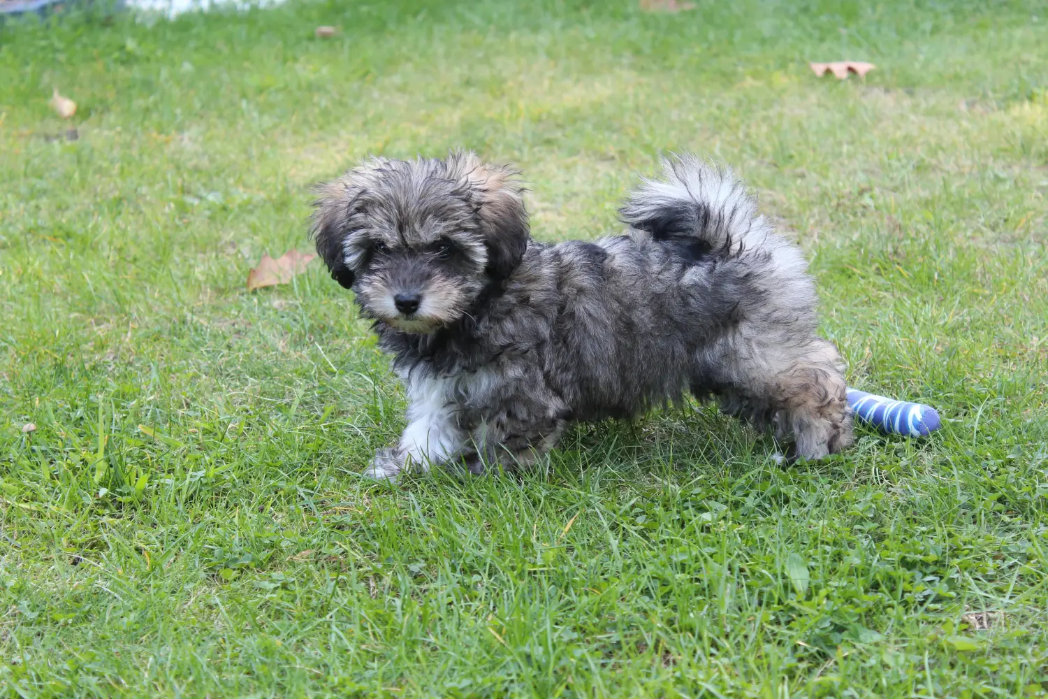At købe en irsk Glen of Imaal Terrier-hvalp betyder at tage ansvar! Køb irske Glen of Imaal Terrier-hvalpe.