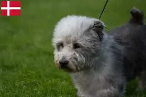 Read more about the article Irish Glen of Imaal Terrier opdrættere og hvalpe i Danmark