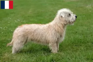 Read more about the article Irish Glen of Imaal Terrier opdrættere og hvalpe i Frankrig