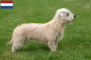 Read more about the article Irish Glen of Imaal Terrier opdrættere og hvalpe i Holland
