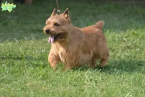 Read more about the article Irish Glen of Imaal Terrier opdrættere og hvalpe i Midtjylland