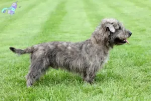 Read more about the article Irish Glen of Imaal Terrier opdrættere og hvalpe i Nordjylland
