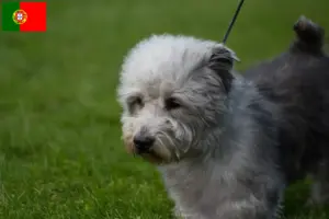 Read more about the article Irish Glen of Imaal Terrier opdrættere og hvalpe i Portugal