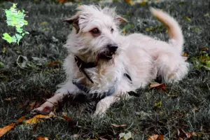Read more about the article Irish Glen of Imaal Terrier opdrættere og hvalpe på Sjælland