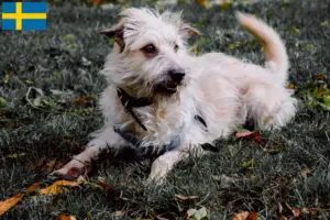 Read more about the article Irish Glen of Imaal Terrier opdrættere og hvalpe i Sverige