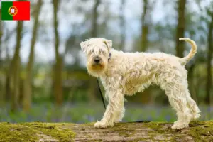 Read more about the article Irsk Soft Coated Wheaten Terrier opdrættere og hvalpe i Portugal