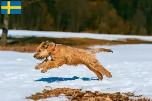 Read more about the article Irsk Soft Coated Wheaten Terrier opdrættere og hvalpe i Sverige