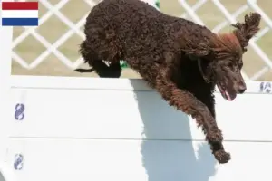 Read more about the article Irish Water Spaniel opdrættere og hvalpe i Holland
