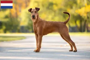 Read more about the article Irsk terrier opdrættere og hvalpe i Holland