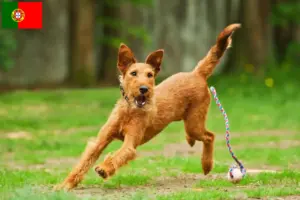 Read more about the article Irsk terrier opdrættere og hvalpe i Portugal