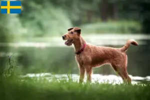 Read more about the article Irsk terrier opdrættere og hvalpe i Sverige