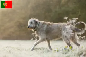 Read more about the article Irsk ulvehundeopdrættere og hvalpe i Portugal