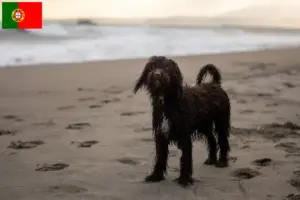Read more about the article Irish Water Spaniel opdrættere og hvalpe i Portugal
