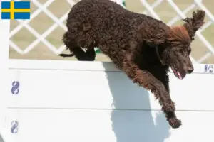 Read more about the article Irish Water Spaniel opdrættere og hvalpe i Sverige