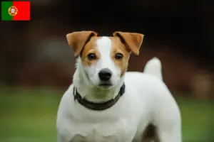 Read more about the article Jack Russell-opdrættere og hvalpe i Portugal