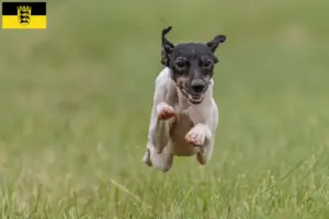 Read more about the article Opdrættere og hvalpe af japansk terrier i Baden-Württemberg