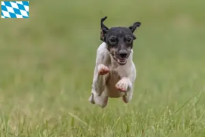 Read more about the article Opdrættere og hvalpe af japansk terrier i Bayern