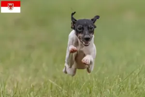 Read more about the article Japansk terrier opdrættere og hvalpe i Brandenburg