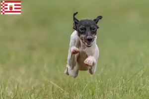 Read more about the article Japansk terrier opdrætter og hvalpe i Bremen