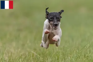 Read more about the article Opdrættere af japansk terrier og hvalpe i Frankrig