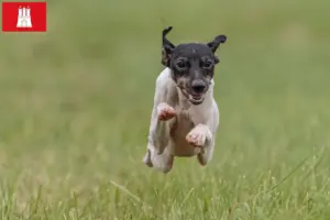 Read more about the article Japansk terrier opdrætter og hvalpe i Hamborg