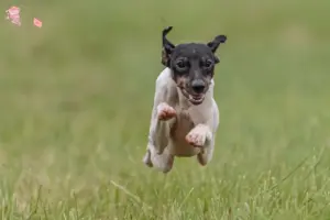 Read more about the article Japansk Terrier opdrætter og hvalpe i Hovedstaden