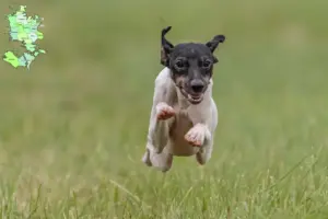 Read more about the article Japansk Terrier opdrætter og hvalpe i Sjælland
