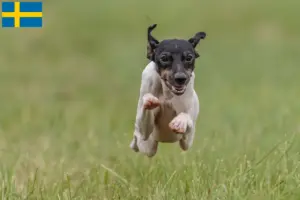 Read more about the article Opdrættere og hvalpe af japansk terrier i Sverige