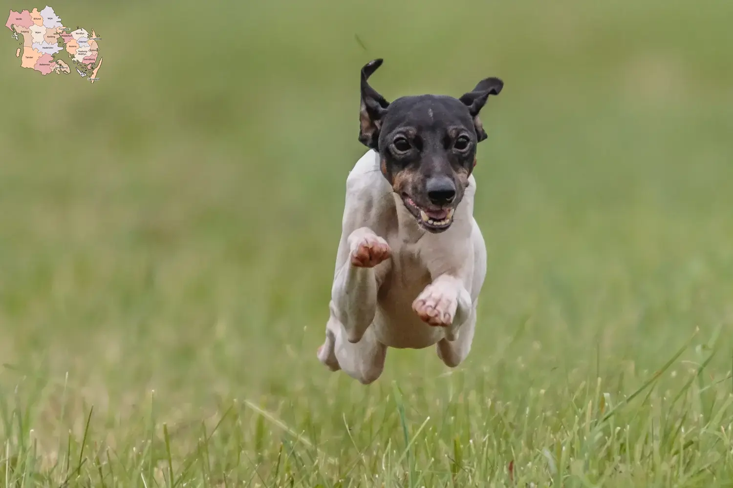 Read more about the article Japansk Terrier opdrætter og hvalpe i Syddanmark
