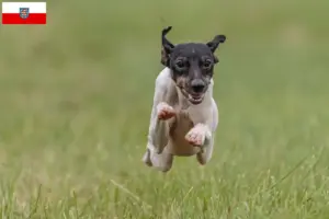 Read more about the article Opdrættere og hvalpe af japansk terrier i Thüringen