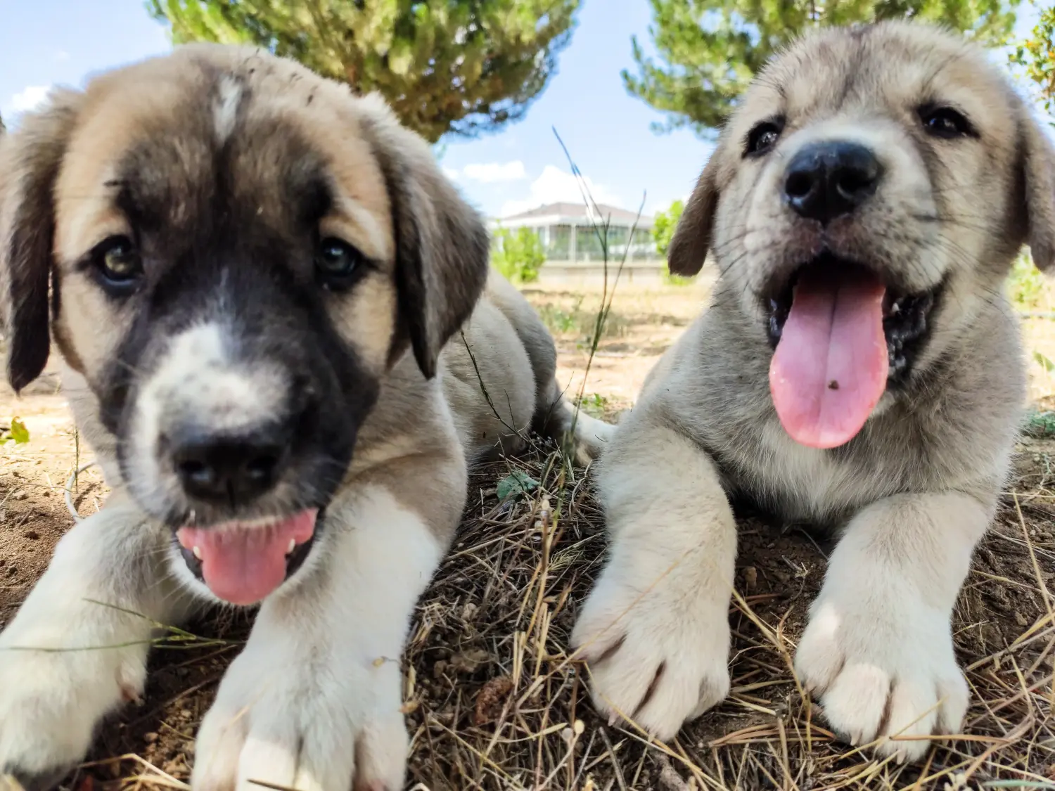 At købe en Kangal-hvalp betyder at tage ansvar! Køb Kangal-hvalpe.