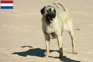 Read more about the article Kangal opdrættere og hvalpe i Holland