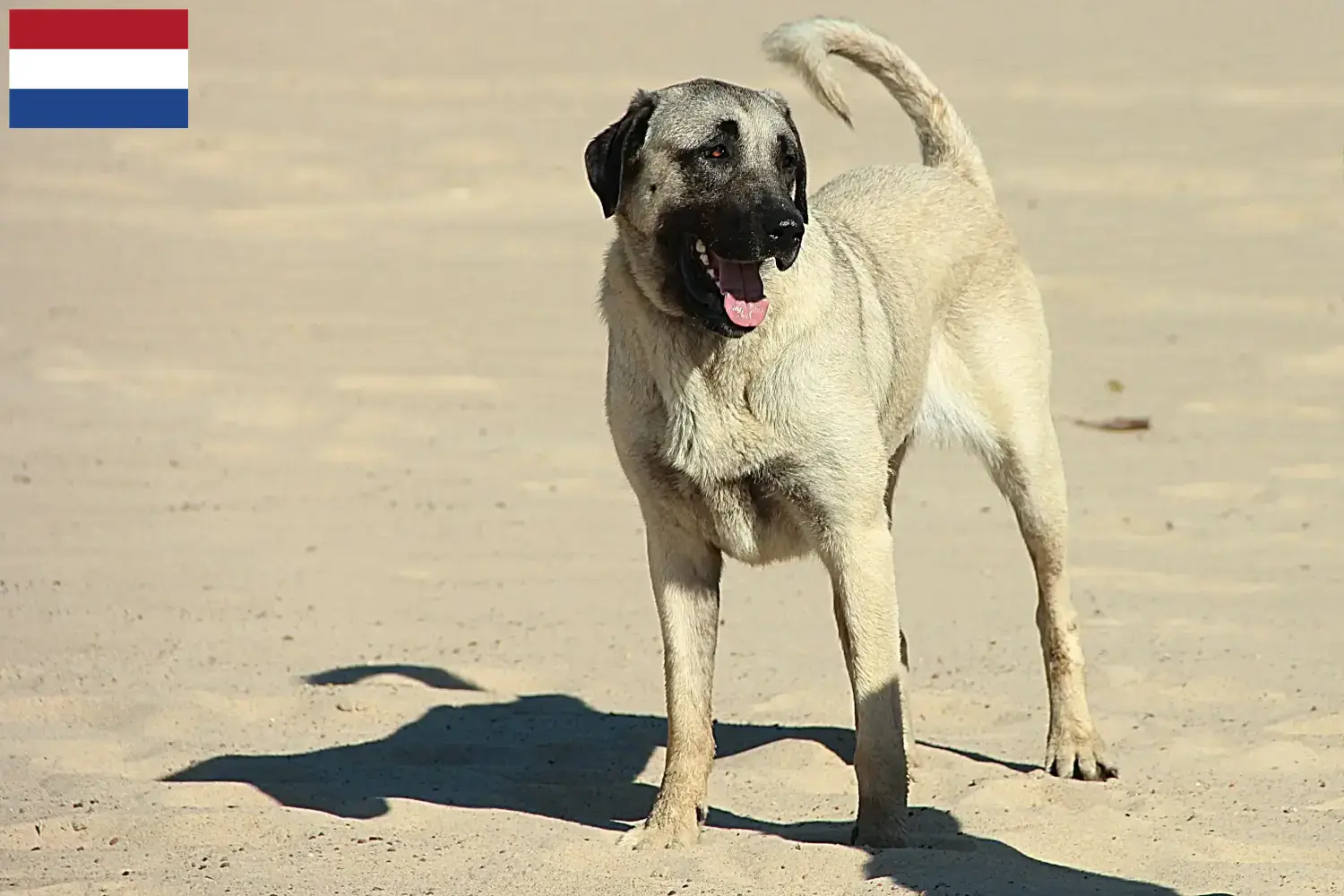 Kangal hvalpe og opdrættere Holland Her kan du finde Kangals-opdrættere i Holland.