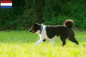 Read more about the article Karelsk bjørnehundeopdrættere og hvalpe i Holland