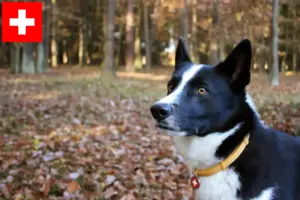 Read more about the article Karelsk bjørnehundeopdrættere og hvalpe i Schweiz