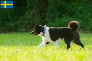 Read more about the article Karelsk bjørnehundeopdrættere og hvalpe i Sverige