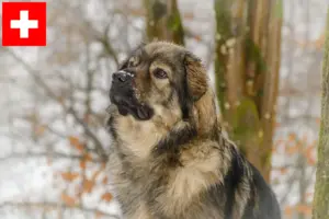 Read more about the article Karst Sheepdog opdrættere og hvalpe i Schweiz