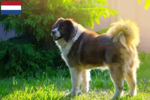 Read more about the article Opdrætter af kaukasisk hyrdehund og hvalpe i Holland