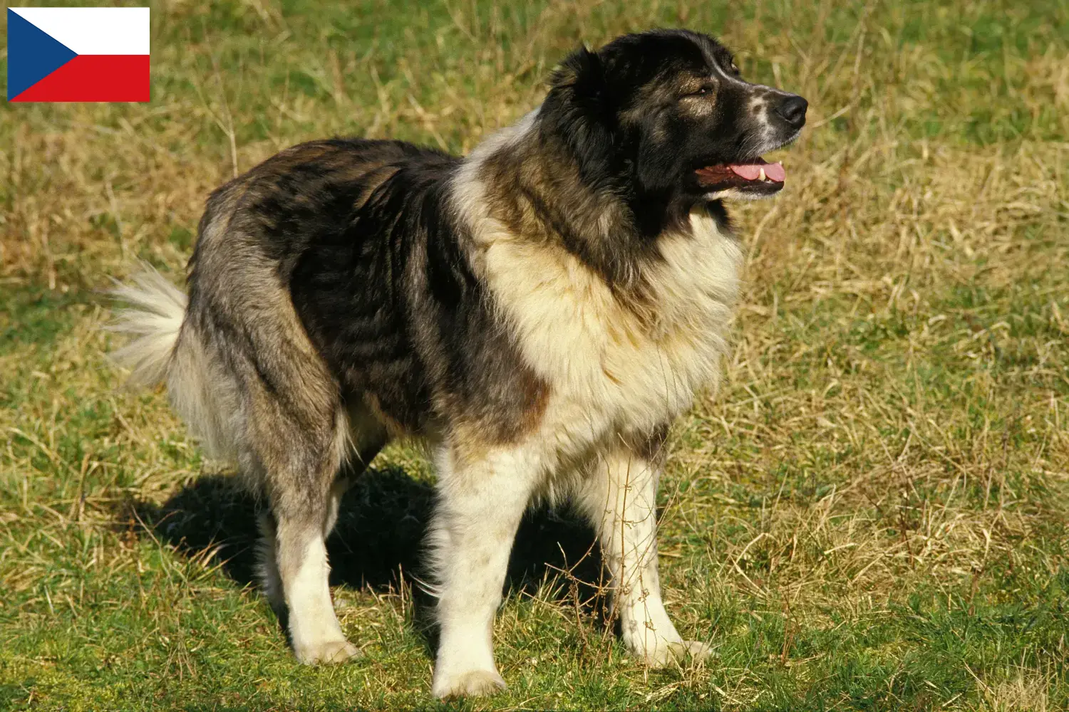 Read more about the article Opdrætter af kaukasisk hyrdehund og hvalpe i Tjekkiet