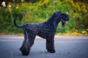 Read more about the article Kerry Blue Terrier opdrætter og hvalpe i Hovedstaden