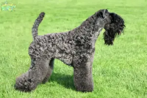 Read more about the article Kerry Blue Terrier opdrættere og hvalpe i Midtjylland
